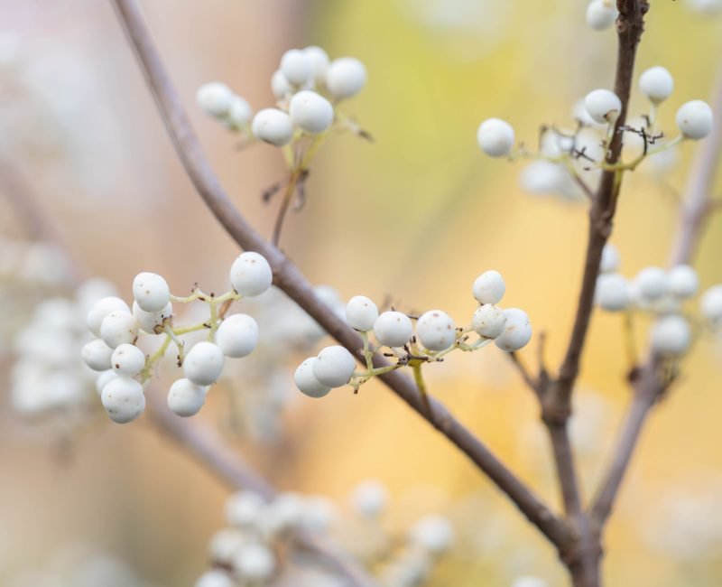 @ fotografie Kleur en Groen-1